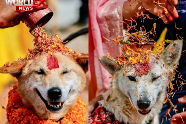 Nepal Celebrates ‘Kukur Tihar’ — A Festival Dedicated to Honoring Dogs