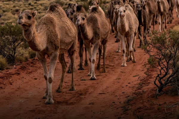 Australia Has More Camels Than Egypt — And Most Roam Wild